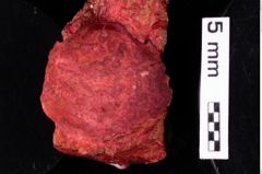 Foto (Detailansicht) von Distefania oxythyreiformis (Gemmelaro, 1869) (NHMW-GEO-1990-0041-0423)